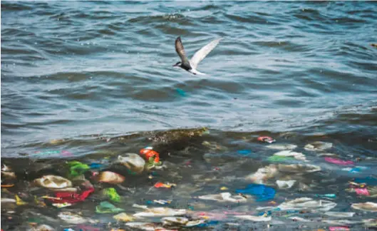  ??  ?? El año pasado en Colombia consumiero­n 1,4 millones de toneladas de plástico, de las cuales solo reciclaron el 20 por ciento.