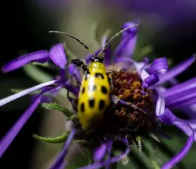  ?? ?? A beetle explores a native aster flower at the Jacobs home on Long Island.