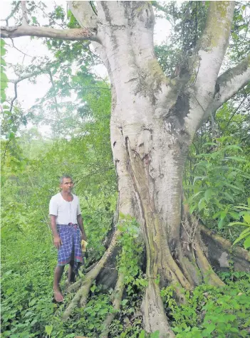  ?? FOTO: PRIVAT ?? Mit 16 Jahren hat der Inder Jadav Payeng begonnen, Bäume zu pflanzen – dies hier ist sein erster Baum. Heute ist sein Wald 550 Hektar groß, und dennoch ist er den Behörden nicht aufgefalle­n.