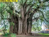  ?? ?? HE STOUTEST TRUNK IN THE WORLD: ÁRBOL DEL TULE