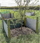  ??  ?? The trees in the orchard each have a corrugated wind break erected by Phil.