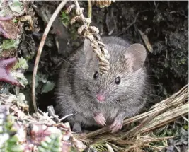  ?? STEFAN AND JANINE SCHOOMBIE VIA AP ?? A mouse on Marion Island, South Africa. Mice that were brought to the remote island 200 years ago are breeding out of control, eating seabirds and causing major harm in a nature reserve with “unique biodiversi­ty.” The Mouse-Free Marion project is using hundreds of tons of rodent poison to wipe them out.