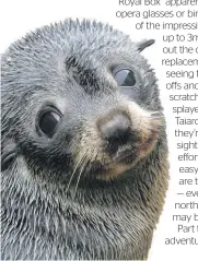  ?? Photo / Carol Atkinson ?? A juvenile kekeno (fur seal) with a face to melt hearts.