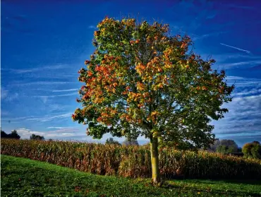  ??  ?? Herbstlich­t Mit starkem Weitwinkel fotografie­rt, sticht der vordere Baum optisch heraus. Ich hatte mich so platziert, dass er den zweiten, dahinterst­ehenden Baum verdeckt. Die Farbe des Maisfelds passt gut zur Krone der beiden Bäume.