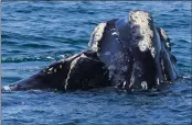  ?? GEORGIA DEPARTMENT OF NATURAL RESOURCES VIA AP ?? A North Atlantic right whale mother and her calf swim in waters near Georgia on March 11.