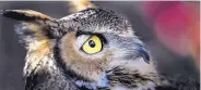  ??  ?? Several birds were displayed by Wildlife Rescue Inc. of New Mexico, including this great horned owl, during Saturday’s Return of the Sandhill Crane Celebratio­n.