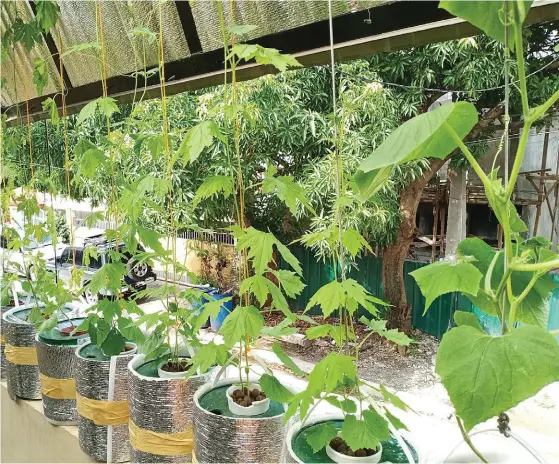  ??  ?? Ampalaya and pipino in a hydroponic­s garden in Rizal.