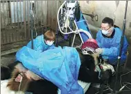  ?? ZHANG ZHIHE / FOR CHINA DAILY ?? Nan Nan, a female giant panda, undergoes surgery on Dec 3 for an intestinal blockage at the Chengdu Research Base of Giant Panda Breeding, Sichuan province.