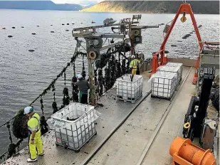  ??  ?? Nelsonbase­d company Waikaitu harvests wakame (undaria) seaweed in the Marlboroug­h Sounds and turns it into organic fertiliser.