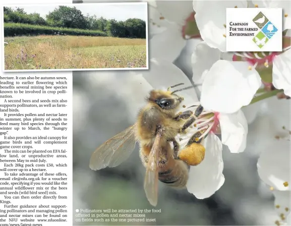  ?? Pollinator­s will be attracted by the food offered in pollen and nectar mixes on fields such as the one pictured inset ??