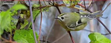  ?? ?? Goldcrest