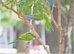  ??  ?? La especie encontró la temperatur­a, comodidad y forma de sobrevivir en este parque, que hasta la fecha ha sido su hogar