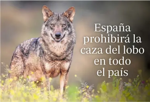  ?? ABC ?? El lobo será incluido en el Listado de Especies Silvestres en Régimen de Protección Especial para toda España