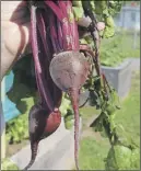  ?? SUbmITTED phOTO ?? Truro police recovered a bag of beets while arresting a man Monday.