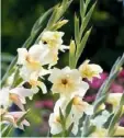  ??  ?? Gladioli Stately flowers in a rainbow of hues; sun/part shade; well-drained, rich soil. H1m (3ft 3in) S30cm (12in)