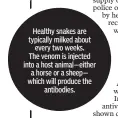  ??  ?? Healthy snakes are typically milked about
every two weeks. The venom is injected into a host animal—either a horse or a sheep— which will produce the
antibodies.