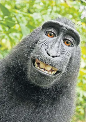  ??  ?? Monkey see, monkey sue: Lawyers for David Slater, left, say Naruto might not be the macaque in the picture