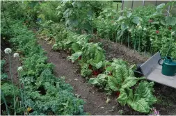  ?? MARKCULLEN.COM ?? Control the weeds in your garden so that the veggies you’ve worked so hard to grow don’t have to compete for nutrients and water.