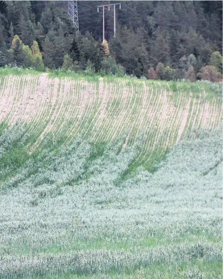  ?? FOTO: KJELL AULIE ?? moderne tid, men rekordvarm­en kan ha forsterket konsekvens­ene i år. Bildet er fra Tinnegrend i Notodden.