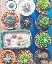  ?? GETTY IMAGES ?? When caring for cactuses indoors, provide good drainage by adding extra sand or perlite to any potting mix. Do not overwater.