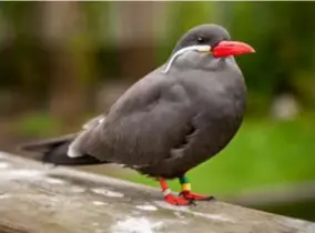  ?? FOTO ZOO PLANCKENDA­EL/JONAS VERHULST ?? Een incastern valt op door zijn rood bekje en een typische witte snor.