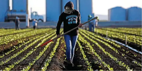  ??  ?? An agricultur­al worker thins rows of lettuce after a computer-guided machine had done the bulk of the work, leaving her small crew to hoe only what it missed. — TNS