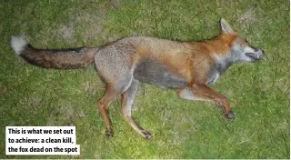  ?? ?? This is what we set out to achieve: a clean kill, the fox dead on the spot