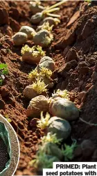  ?? ?? PRIMED: Plant seed potatoes with tubers facing up