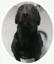  ??  ?? This girl is a very well cared for black Labrador mix who is approximat­ely 5 months old.