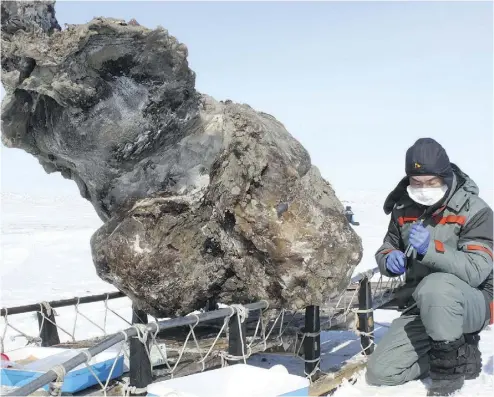  ?? SEMYON GRIGORYEV / AFP / GETTY IMAGES ?? A researcher works near a carcass of a female mammoth found on a remote island in the Arctic Ocean in 2013. A team of scientists is attempting to use genetic material to “produce a hybrid elephant-mammoth embryo.”