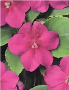  ?? COURTESY OF BALL HORTICULTU­RE ?? Beacon Violet Shades Impatiens has a tropical look, says a Ball Horticultu­re spokespers­on.