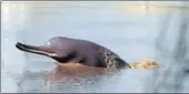 Indus river dolphin is Punjab aquatic animal - PressReader