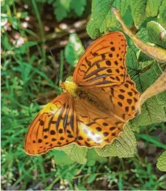  ??  ?? Doris Gruber aus Königsbrun­n (Kreis Augsburg) fand diesen Schmetterl­ing, der einen Moment innehielt und seine schöne Maserung zeigte.