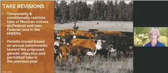  ?? SCREEN CAPTURE ?? U.S. Fish and Wildlife Service Mexican Wolf Policy Coordinato­r Tracy Melbihess explained the proposed changes to the federal rule governing the management of the Mexican gray wolf population that would further restrict ranchers’ ability to call for the lethal removal of wolves that harass or kill cattle.
