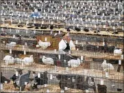  ?? GAELEN MORSE / COLUMBUS DISPATCH ?? Clerk Carl Baker, of Zanesville, examines the many different birds at the Ohio National Poultry Associatio­n exhibition on Saturday.