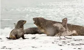  ?? ?? Elephant seals on South Georgia. Hundreds of the animals, as well as fur seals, have been found dead, while thousands of sea lions have died in Chile and Peru. Photograph: Ashley Cooper/Alamy