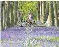 ?? ?? A cyclist among the bluebells in Wanstead Park, part of Epping Forest in east London