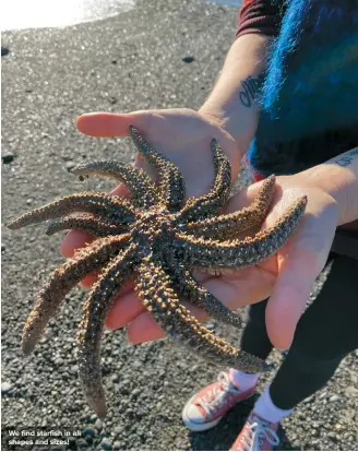  ??  ?? We find starfish in all shapes and sizes!
