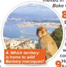  ??  ?? 4. Which territory is home to wild Barbary macaques?