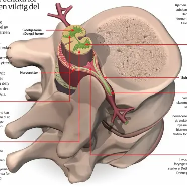  ??  ?? Grå substans
( grønn på illustrasj­onen)
Her ligger nervecelle­ne. Disse cellene kan ikke gjenskapes, noe som er grunnen til at mennesker med alvorlige ryggmargss­kader ikke kan bli helt bra igjen. Den hvite substansen kan gjenskapes.
Hvit...