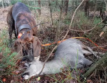  ??  ?? 2.
Il capriolo è molto difficile da seguire. Si muove rapido, lascia una pista esile. In più, le condizioni meteo che inquadrano la stagione di caccia sono spesso sfavorevol­i. Ecco, semmai sono questi i motivi che possono spingerci ad andar piano con l’impiego di un cane giovane sul capriolo: ci sta che la traccia finisca male. E, specie all’inizio, arrivare in fondo è decisivo
3.
La lunga non è un vincolo quanto piuttosto un legame, una connession­e tra il cane e il tracciator­e