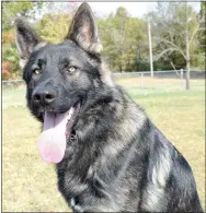  ?? Photo by Mike Eckels ?? Low Key takes a break from his training regimen Ozark Canine Academy near Decatur. at