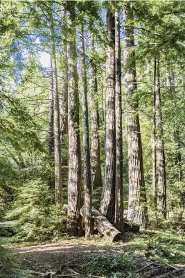  ?? Dreamstime/TNS ?? Following a $2 million renovation, the new Pfeiffer Falls Trail has reopened to the public in California’s Pfeiffer Big Sur State Park.