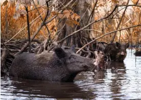  ?? ?? Wild hogs in Louisiana. Photograph: Laura Prieto/Alamy
