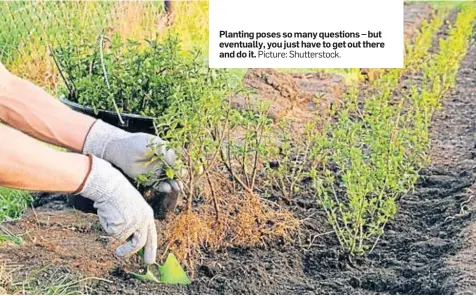  ?? Picture: Shuttersto­ck. ?? Planting poses so many questions – but eventually, you just have to get out there and do it.