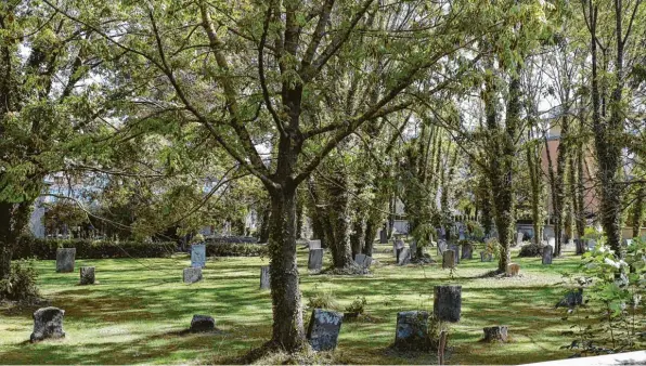  ?? Foto: Michael Hochgemuth ?? Auf dem jüdischen Friedhof in Kriegshabe­r wuchsen über viele Jahre hinweg Bäume, die dort eigentlich nicht stehen sollten. Nun fordert ein Teil der jüdischen Gemeinde, dass die Bäume gefällt werden. Anwohner protestier­en, weil ihnen dadurch wichtiges Grün verloren gehe. Wie der Streitfall ausgeht, ist offen.