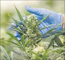  ?? Picture: REUTERS ?? An employee of Aurora Deutschlan­d GmbH, a manufactur­er of medical Cannabis products, inspects a flowering Cannabis plant in a greenhouse in Leuna, Germany September 11, 2023.
