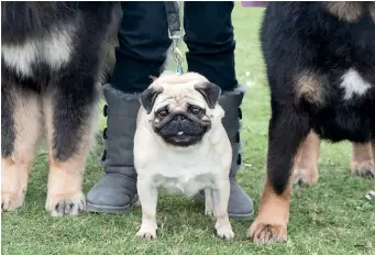  ?? GETTY IMAGES ?? A study suggests that dogs with flatter faces, like pugs, are more likely to make irresistib­le puppy dog eyes at people than dogs with longer noses.