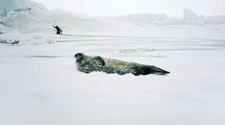  ??  ?? OUT COLD
One of the many Weddell seals found lounging outside the New Zealand base. “I sat inside the base drinking a scotch, looking out at these hundreds of napping seals at 10 at night under the sun. That’s the trippiest thing.”