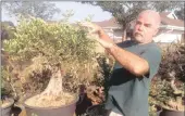  ?? PICTURES: DUNCAN GUY ?? BONSAI BOFFIN: Shaun Murphy uses living trees in their natural state as role models for how his bonsai should look. The perfect Natal fig, on which this bonsai version is based, is in a park in Mtunzini.